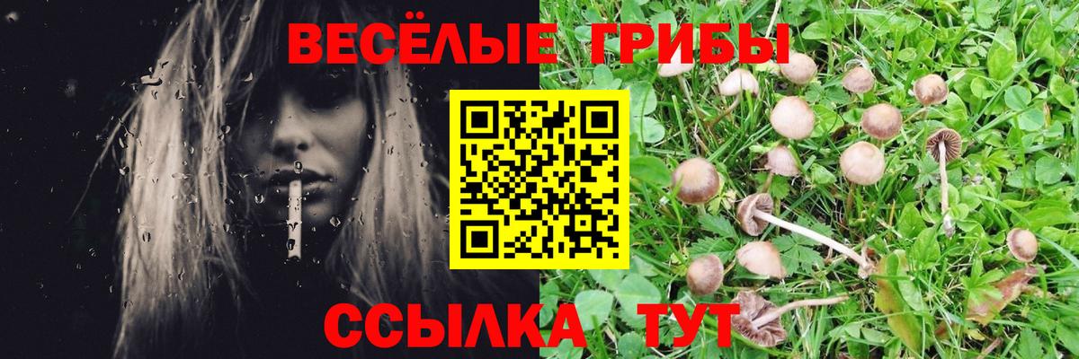 Псилоцибиновые грибы ЛСД  купить закладку  Бердск  Вход с VPN  Псилоцибиновые грибы Psilocybine cubensis 